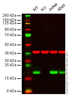 Mth1 Antibody Epr15934 Bsa And Azide Free Ab251235  Western Blot Img58589