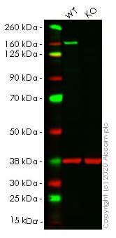 Hdac6 Antibody Epr16982 Ab133493  Western Blot Img154373