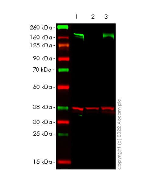 Anti-KDM5B / PLU1 / Jarid1B antibody [EPR25242-12](AB306579)