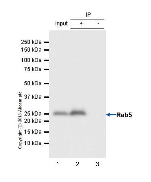 Anti-Rab5 antibody [EPR21801] - Early Endosome Marker(AB218624)
