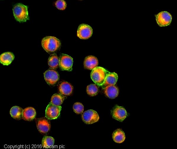 Anti-F4/80 antibody [BM8](AB16911)