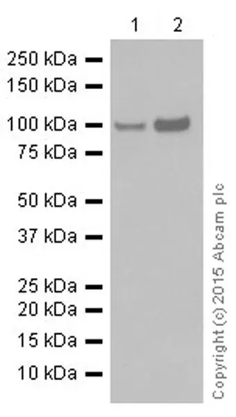 Anti-STAT6 antibody [YE361](AB32520)
