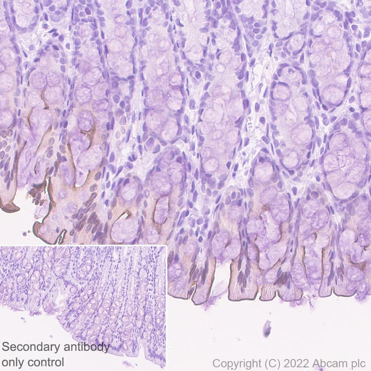 Anti-Sodium/Hydrogen Exchanger 3/NHE-3 antibody [EPR26951-3] - BSA and Azide free(AB307366)