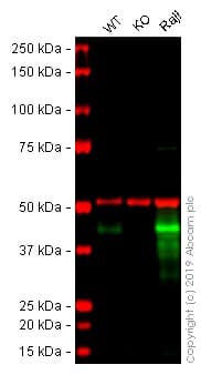 Cd40 Antibody Epr20540 Bsa And Azide Free Ab271995  Western Blot Img169595
