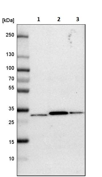 Anti-Nucleoside phosphorylase antibody(ab244255)