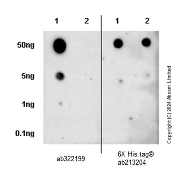 Anti-TBX3 antibody [EPR28578-38](ab322199)