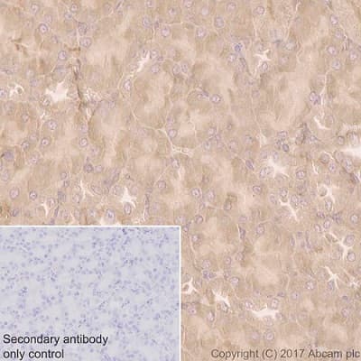 Anti-COX1 / Cyclooxygenase 1 antibody [EPR5866](AB109025)