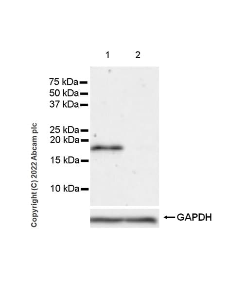 Anti-Cofilin 2 antibody [EPR24519-7](AB300128)