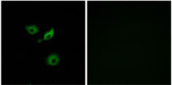 Or10ad1 Antibody Ab129895  Immunocytochemistry Immunofluorescence Img71092