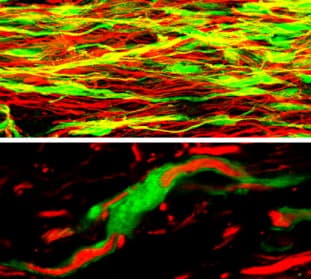 FITC Anti-GFP antibody(AB6662)