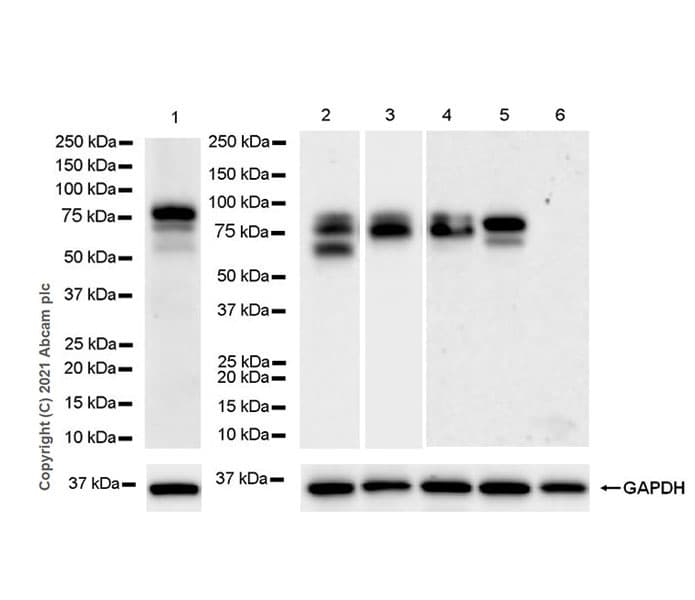 Anti-Protein S antibody [EPR24509-70] - BSA and Azide free(AB280894)