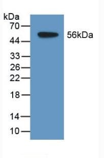 Anti-TDH antibody(ab233402)
