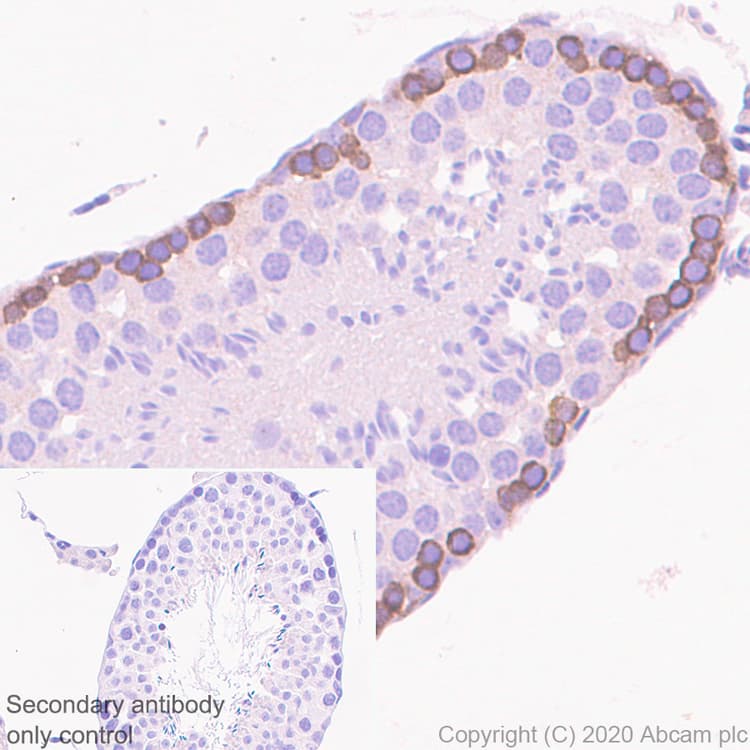 Anti-FMRP antibody [EPR23852-90] - BSA and Azide free(AB277489)