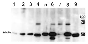 C Myb Antibody Ana236b Ab169111  Western Blot Img9308