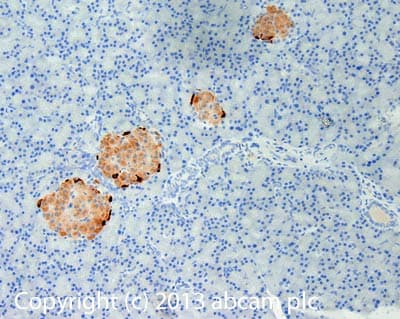 Anti-Peptide YY/PYY antibody(AB131246)