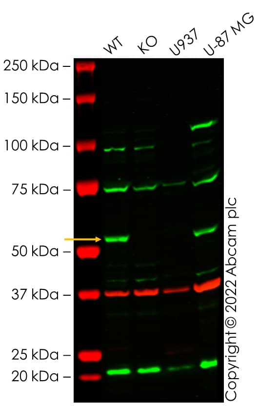 Anti-IRAK4 antibody [2H9](AB119942)