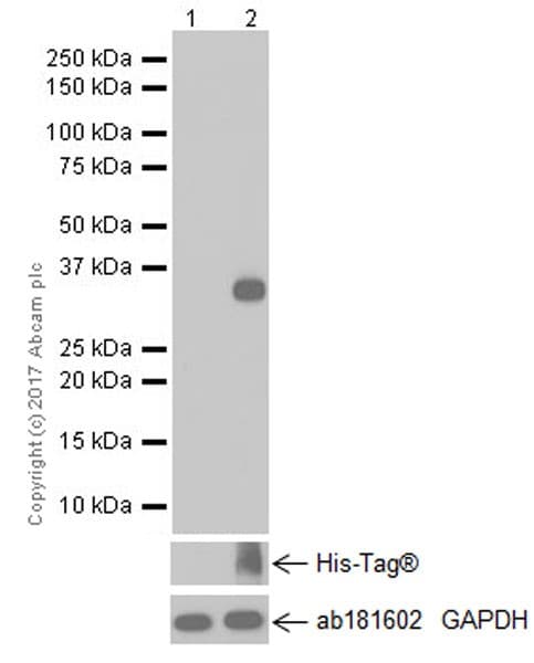 Anti-mCherry antibody [EPR20579](AB213511)