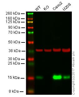 Cystatin C Antibody Epr4413 Ab109508  Western Blot Img58697