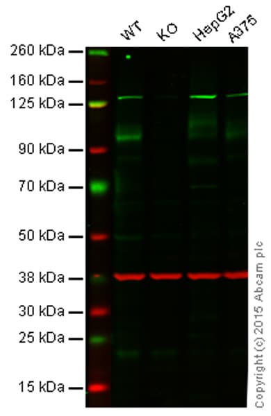 Anti-ATG9A antibody [EPR2450(2)](AB108338)
