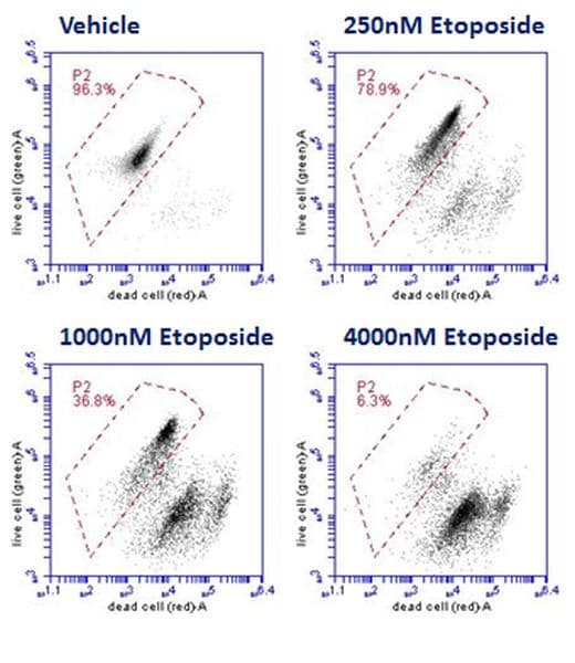 Live and Dead Cell Assay(AB115347)