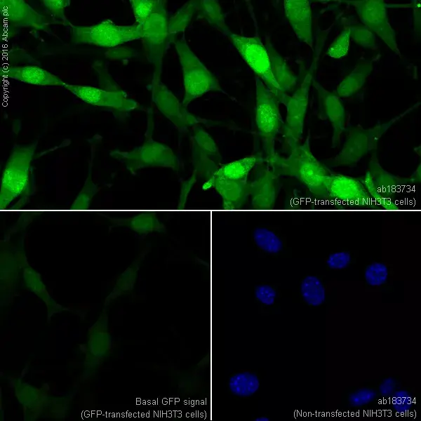 Anti-GFP antibody [EPR14104](AB183734)