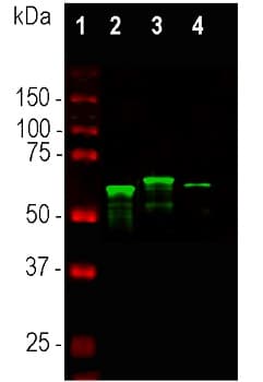 Alpha Internexin Antibody Ab7259  Western Blot Img15699