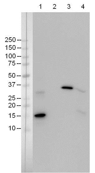 Anti-Caspase-3 antibody [E87](AB32351)