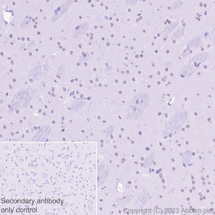 Anti-MTF2 antibody [EPR27196-167] - BSA and Azide free(AB314754)