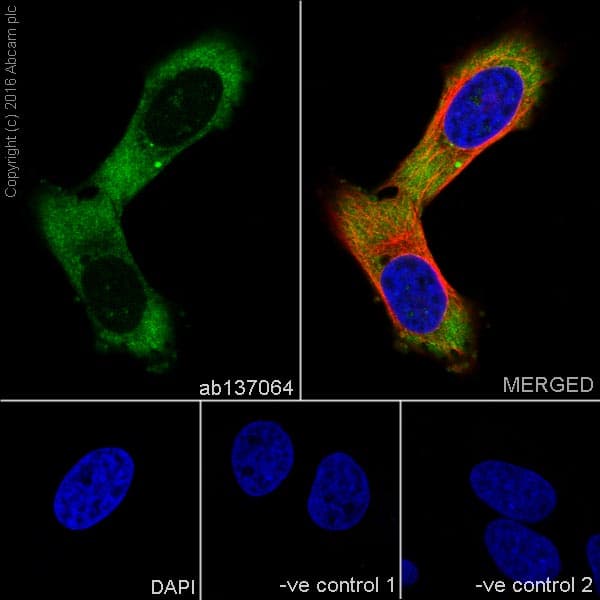 Ndufs4 Antibody Ep7832 Bsa And Azide Free Ab232337  Immunocytochemistry Immunofluorescence Img82473