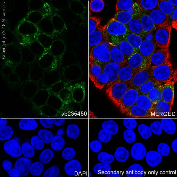 Anti-MUC13 antibody [EPR21901] - BSA and Azide free(AB237590)