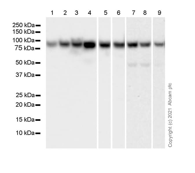 Anti-STAT1 antibody [1/Stat1](AB281999)