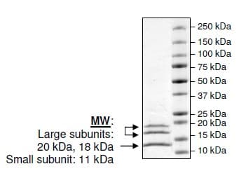 Recombinant human Caspase-6/CASP-6 protein (Active)(AB198067)
