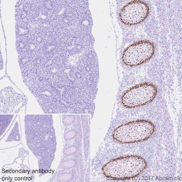 Anti-Sp7 / Osterix antibody [EPR21034] - BSA and Azide free(ab227820)