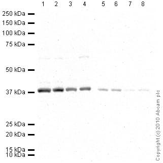 HRP Anti-GAPDH antibody - Loading Control(AB9385)