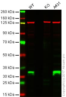 Anti-Cyclin D1 antibody [SP4](AB16663)