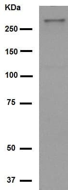 Anti-Talin 2 antibody [EPR2536(2)] - BSA and Azide free(AB247725)