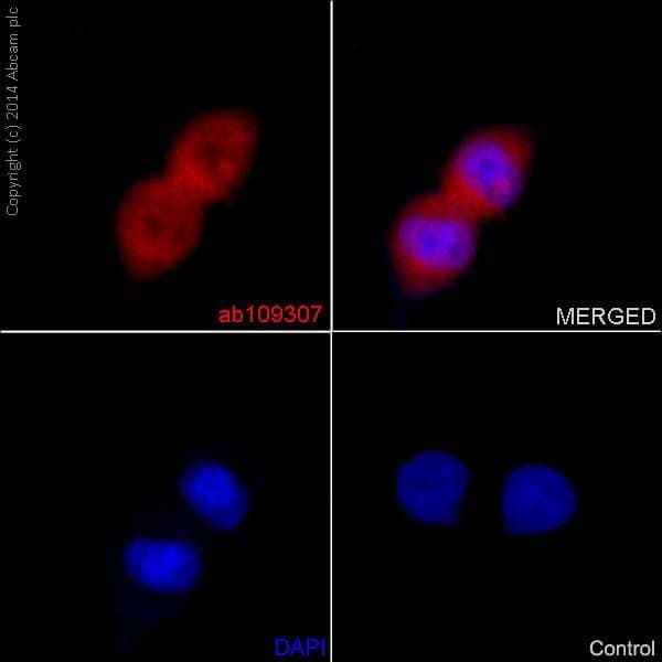 Anti-Axin 2 antibody [EPR2005(2)] - BSA and Azide free(AB192230)