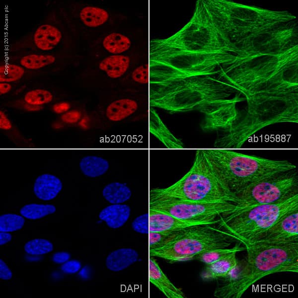 Alexa Fluor® 594 Anti-BRG1 antibody [EPNCIR111A](AB207052)