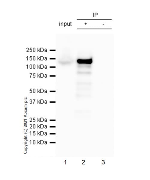 Anti-iNOS antibody [RM1017](AB283655)