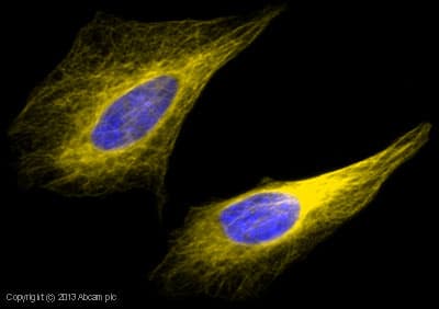 Goat Anti-Rabbit IgG H&L (Alexa Fluor® 568) preadsorbed(AB175696)