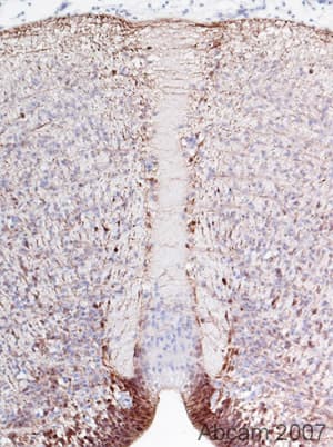 Anti-BLBP antibody(AB32423)