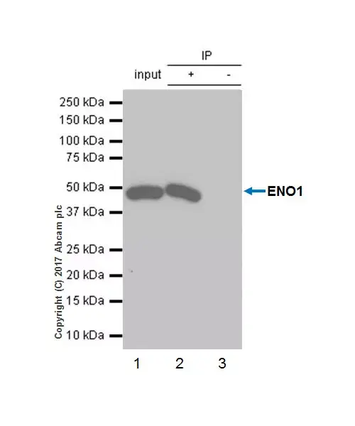 Anti-ENO1 antibody [EPR19758] - BSA and Azide free(AB229378)
