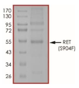 Recombinant human Ret (mutated S904F) protein (Active)(AB268928)