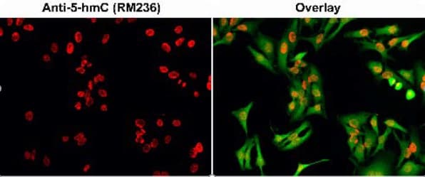 Anti-5-hydroxymethylcytosine (5-hmC) antibody [RM236](AB214728)