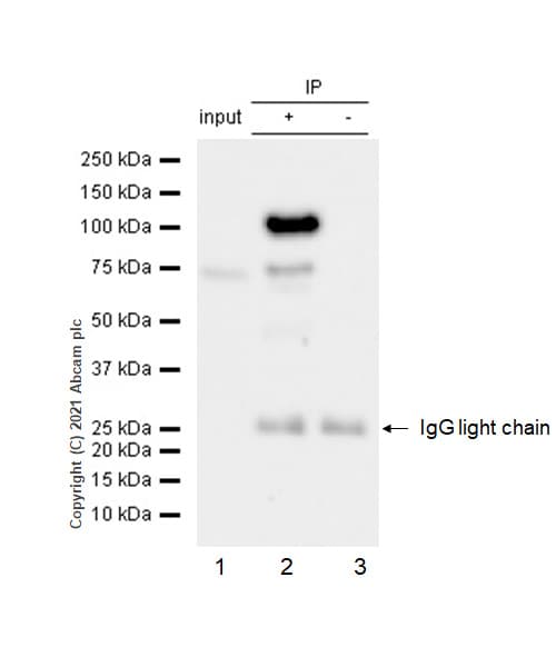 Anti-Rb (phospho T826) antibody [EPR5351] - BSA and Azide free(AB219159)