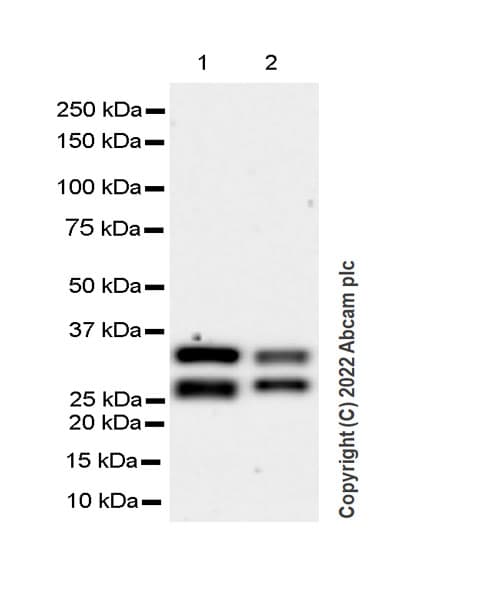 Anti-TREX1 antibody [EPR25101-12] (BSA and Azide free)(AB300446)