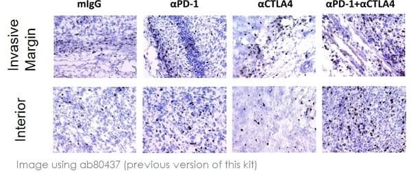 Rabbit specific HRP/DAB Detection IHC Detection Kit - Micro-polymer(AB236469)