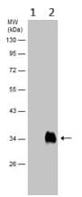Alpha 1 Microglobulin Antibody Ab153806  Western Blot Img452173