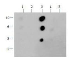 Histone H3 Di Methyl K36 Antibody Ab272158  Dot Blot Img4750