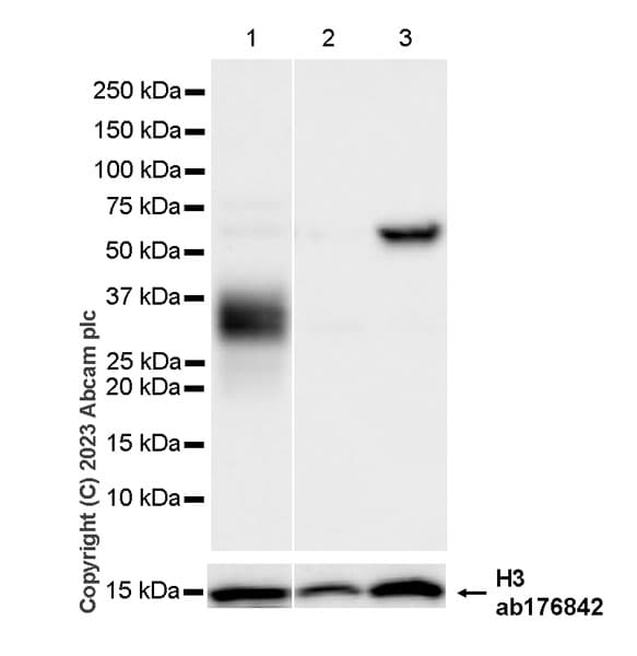 Anti-Histone H3 antibody [EPR16987] - Nuclear Marker and ChIP Grade(AB176842)